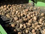 Продам сельхозпредприятие,  кфх,  выращивание картофеля,  производственна